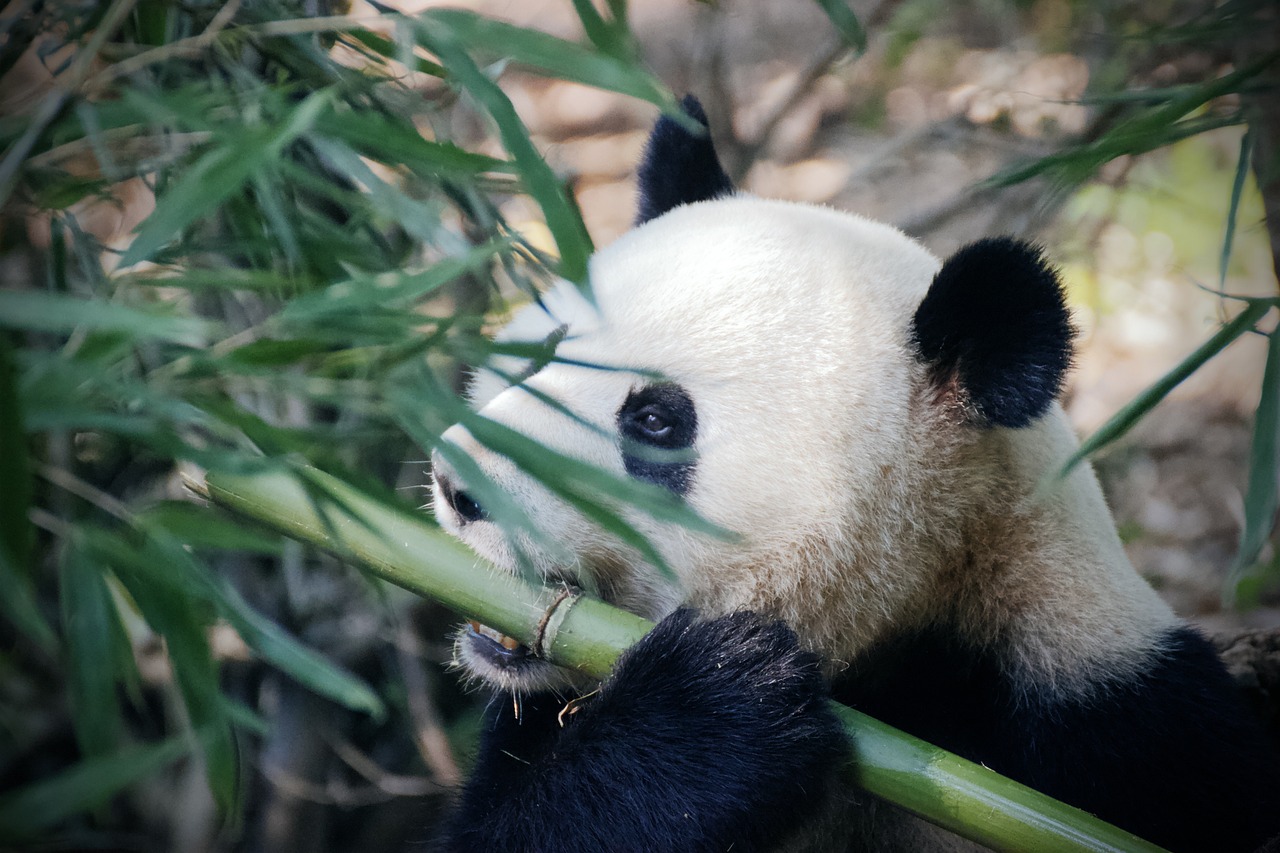 Bamboo can provide a new source of protein similar to cow’s milk : Chinese study